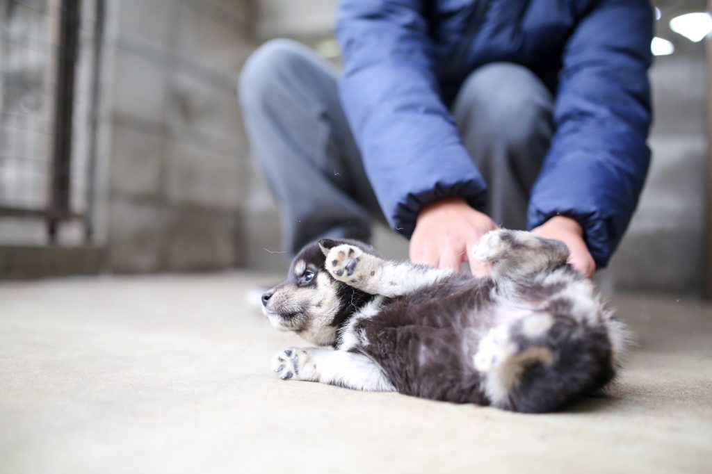 家族になるまでの流れ 秋田犬 柴犬ブリーダー 茨城宿犬舎